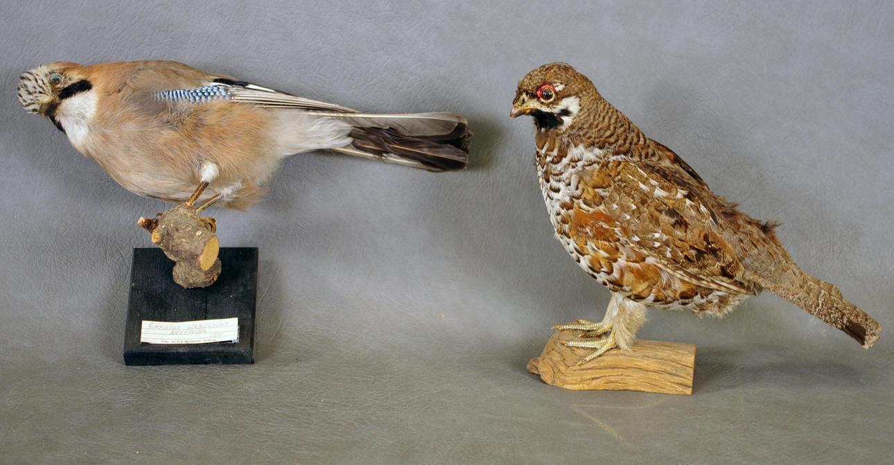 UPPSTOPPADE FÅGLAR, 2 stycken.