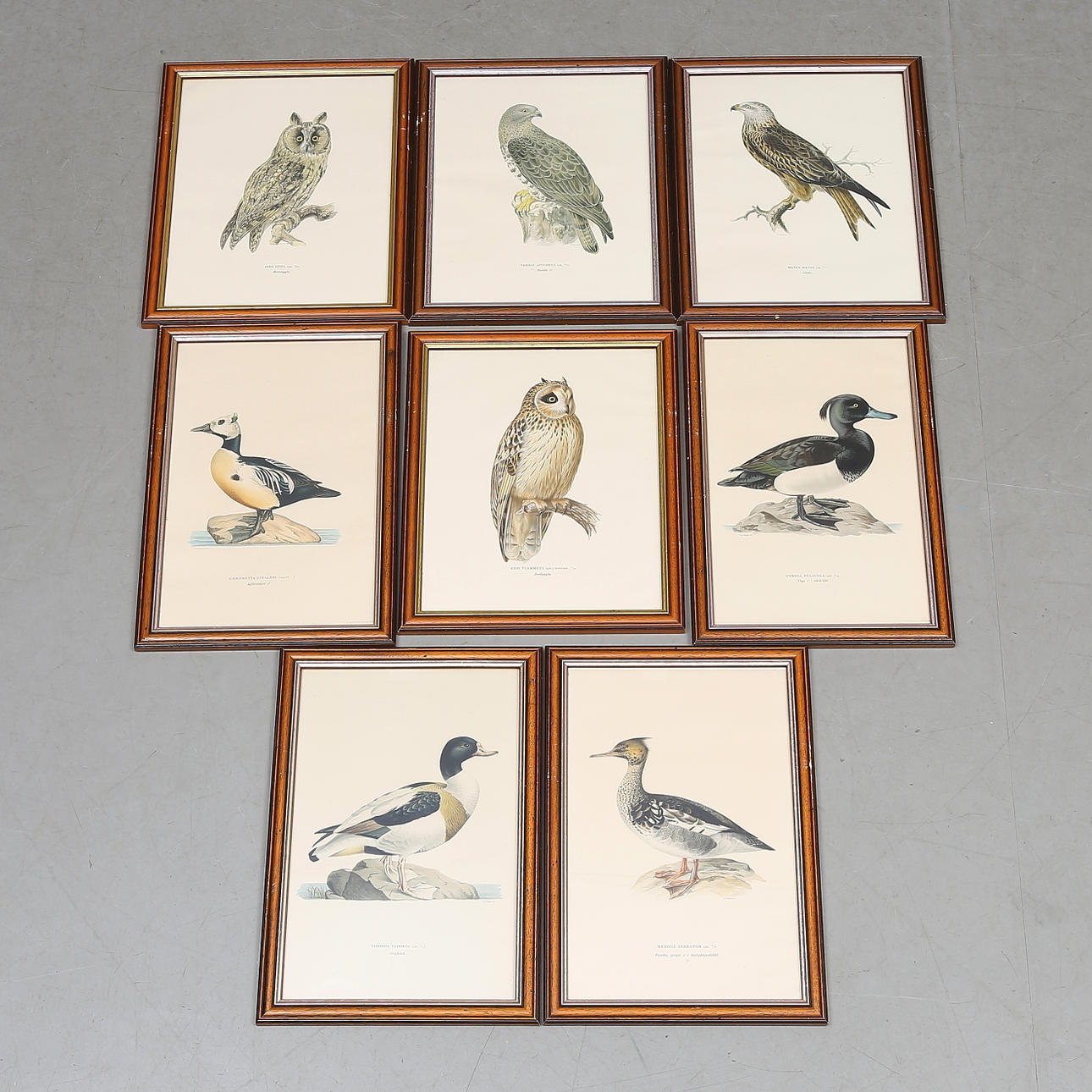 PLANSCHER, 8 st, svenska fåglar, ramade.