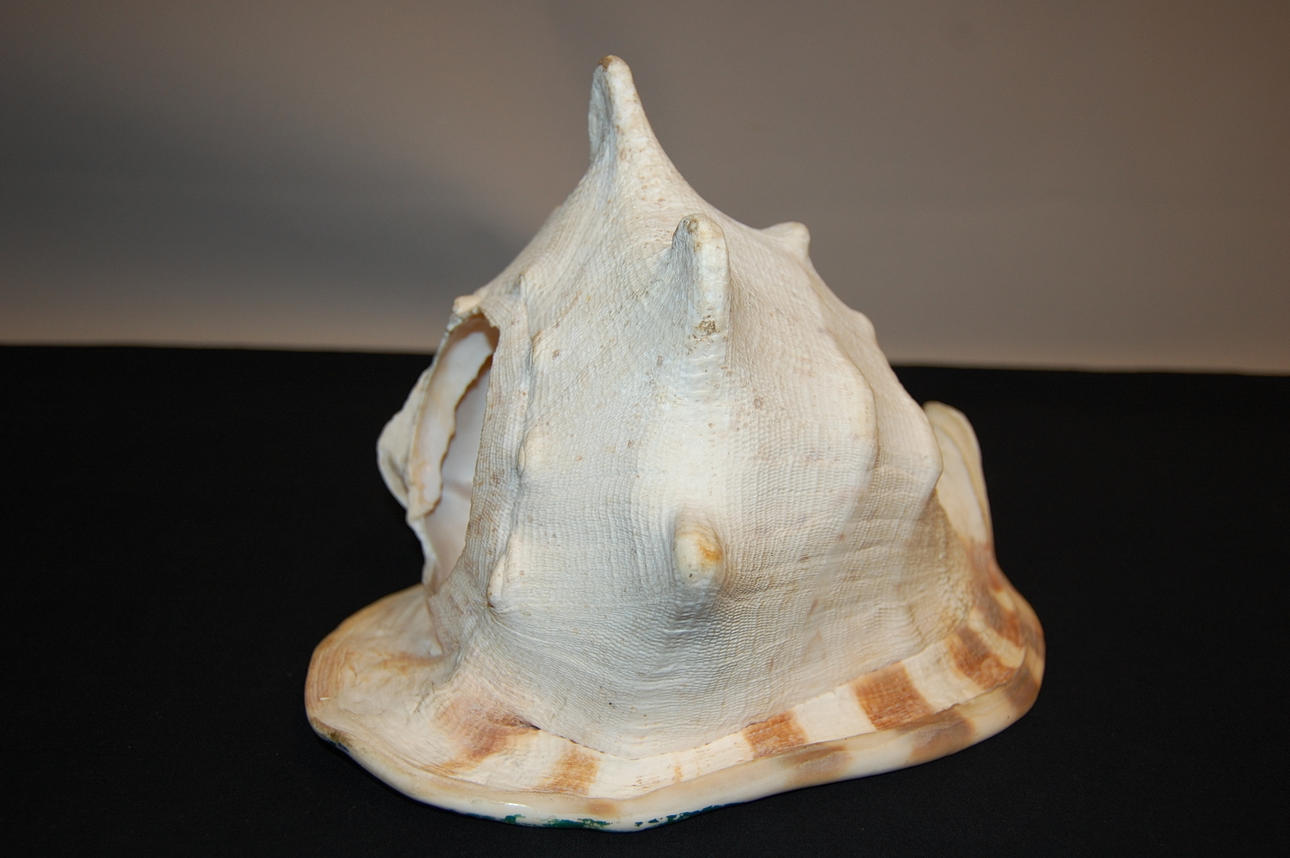 TRÄDGÅRDSSNÄCKA, 1900-tal.