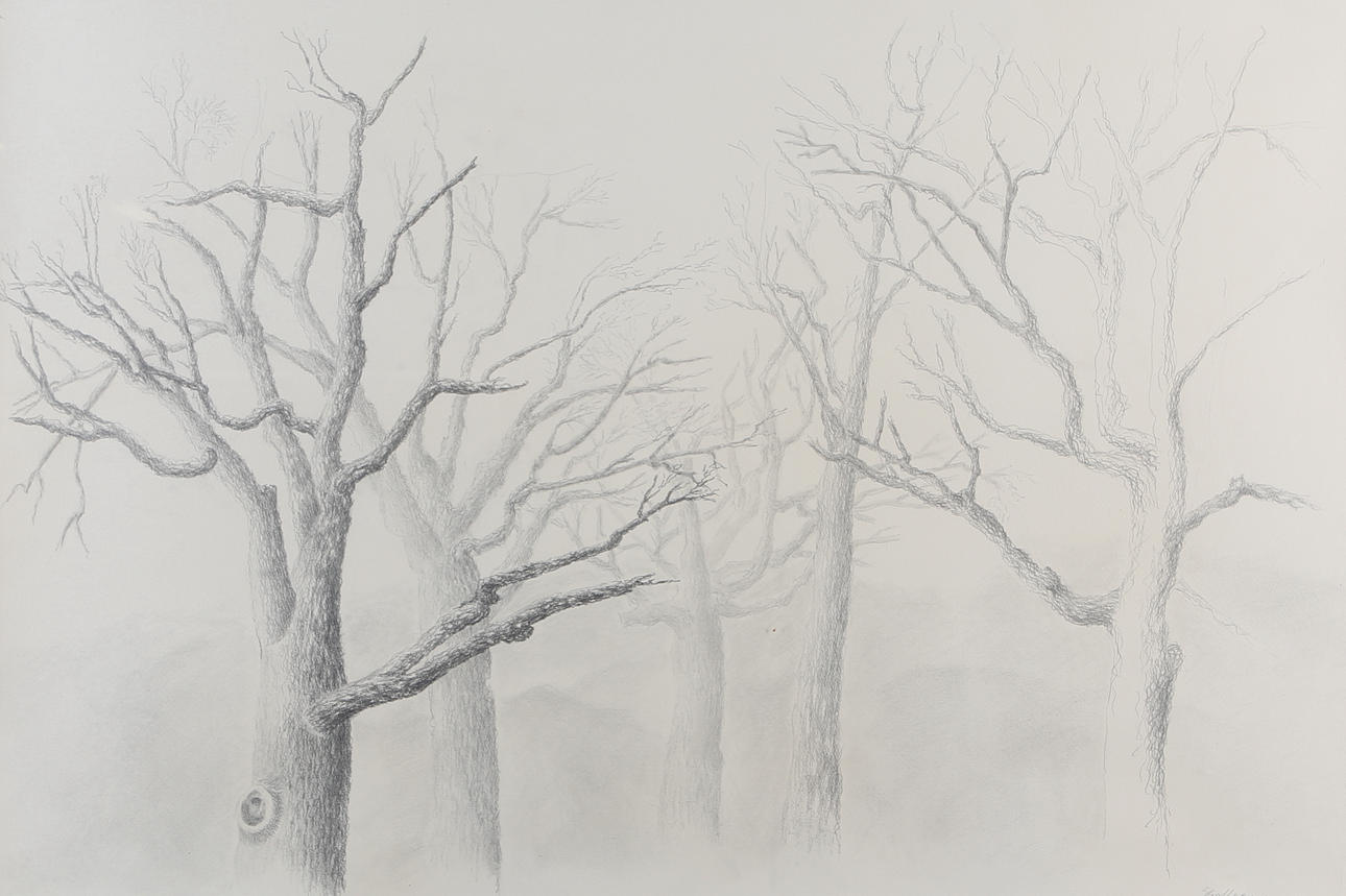 STINA COLLEEN. Baum, Bleistift, signiert.