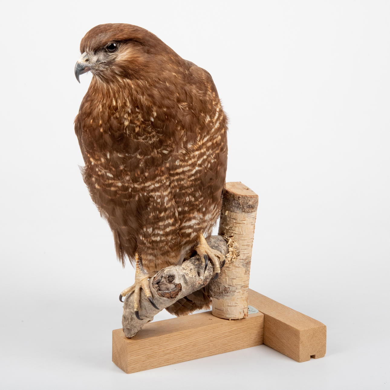 UPPSTOPPAD FÅGEL, ormvråk.