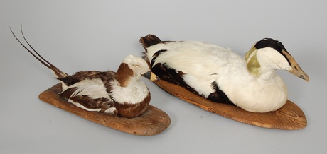 VETTAR, 2 st, Ejder, Alfågel,1900-talets mitt.