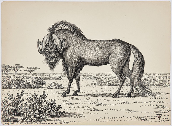 OLOF THUNMAN (1879-1944). DRAWING, depicting wildebeest, ink/pencil ...
