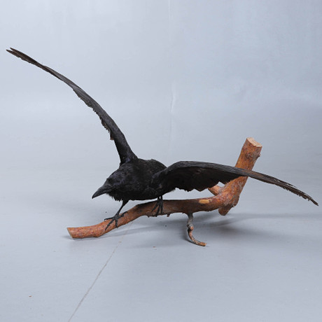 TAXIDERMI, RAVEN, stuffed, wingspan 102 cm. Miscellaneous ...