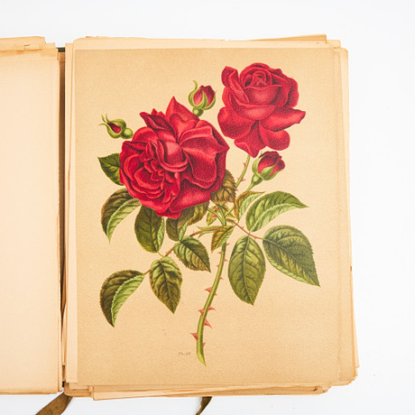 THE HISTORY AND ICONOGRAPHY OF THE ROSE, WITH FINE PLATES IN ...