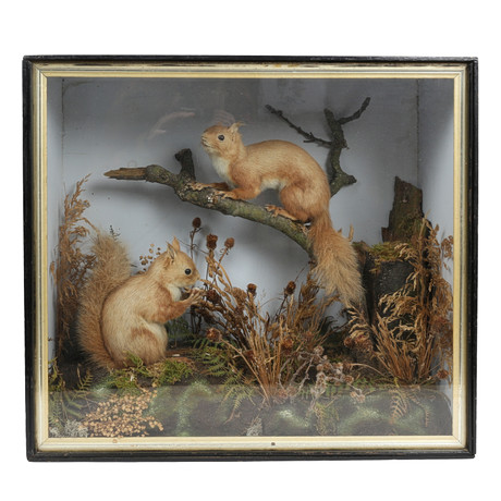 TAXIDERMY INTEREST: A VICTORIAN CASED SET OF TWO RED SQUIRRELS IN ...