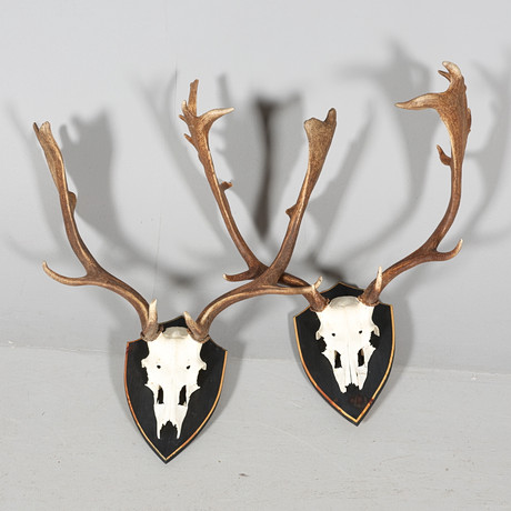 n*r様 蝦夷鹿hunting trophy（deer skull）天然 n*r様 蝦夷鹿hunting trophy（deer skull）天然 n*r様 蝦夷