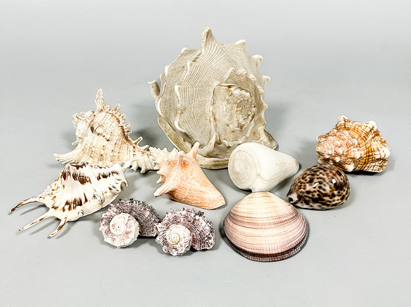 SHELLS, A Collection, 10 pcs. Collectables - Other collectables - Auctionet