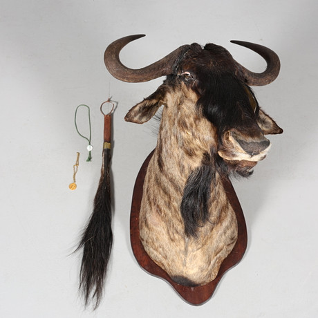 TROPHY wildebeest, taxidermy. Miscellaneous - Miscellaneous - Auctionet