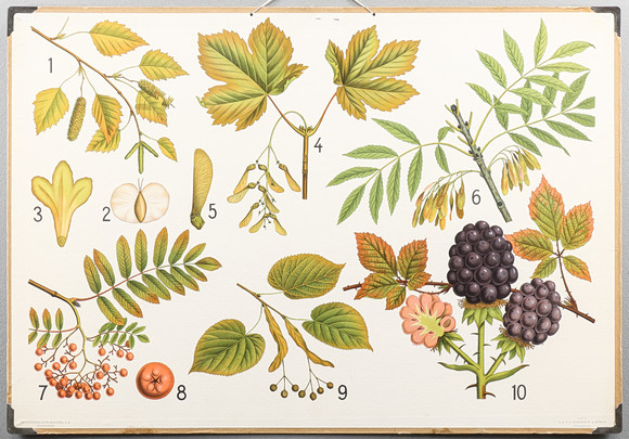 SCHOOL PLANK Deciduous Tree. Miscellaneous - Miscellaneous - Auctionet