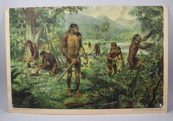 SCHOOL PLAN, Pithecanthropus erectus (Java Man), 1960s. Art ...