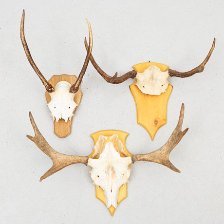 HUNTING TROPHIES 2 pcs, red deer and white-tailed deer, skull with