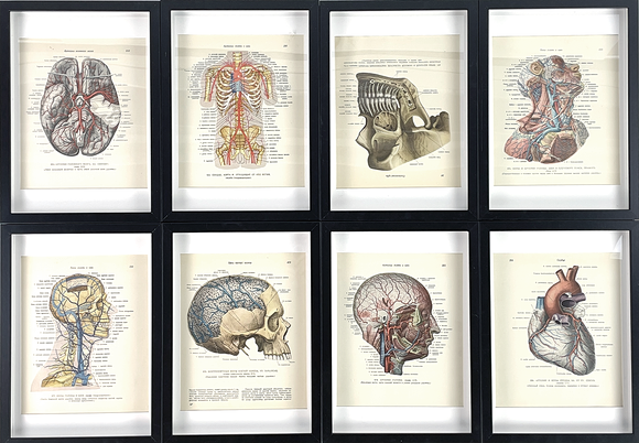 INRAMADE URKLIPP, 8 st. Anatomiska, Ryssland. på auktion hos Roslagens Auktionsverk
