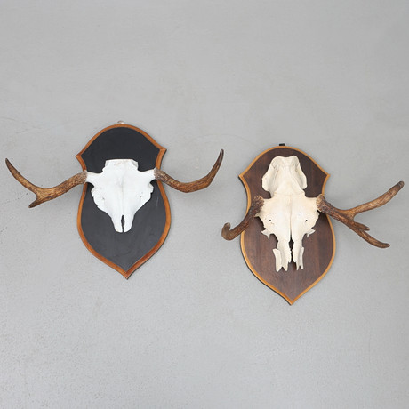 HUNTING TROPHIES 2 pcs, red deer and white-tailed deer, skull with