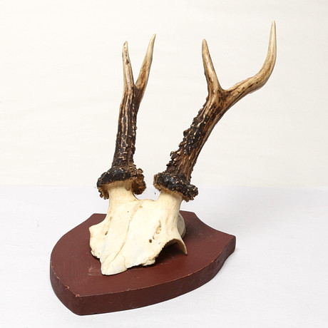 HUNTING TROPHIES 2 pcs, red deer and white-tailed deer, skull with