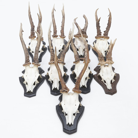 HUNTING TROPHIES 2 pcs, red deer and white-tailed deer, skull with