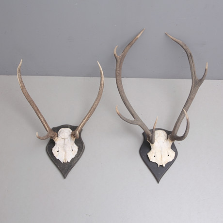 HUNTING TROPHIES 2 pcs, red deer and white-tailed deer, skull with