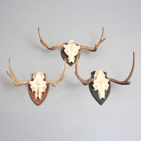 HUNTING TROPHIES 2 pcs, red deer and white-tailed deer, skull with
