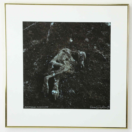 SVEN GILLSÄTER (1921–2001). fotografi, "Mumifierad pingvinunge", signerad, daterad 83. på auktion hos Hälsinglands Auktionsverk