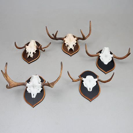 HUNTING TROPHIES 2 pcs, red deer and white-tailed deer, skull with