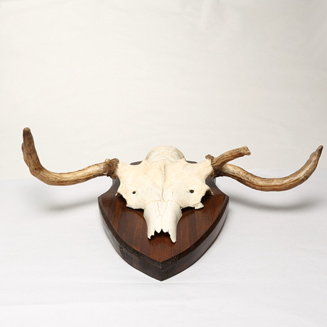 HUNTING TROPHIES 2 pcs, red deer and white-tailed deer, skull with
