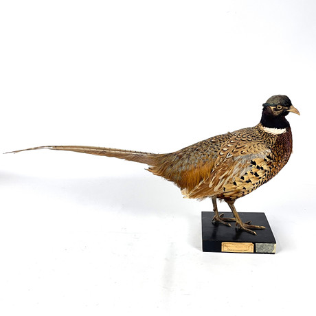 FASANTUPP. Taxidermi, Kolthoffs naturaliemagasin, Uppsala, 1900-tal. på auktion hos Roslagens Auktionsverk