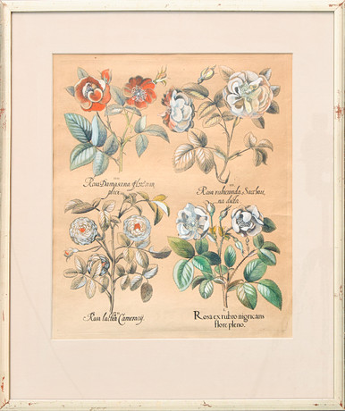 BASILIUS BESLER (1561-1629). "Rosa ex rubro nigricans flore pleno/Rosa láctea Camerauÿ/Rosa rubicunda Sacchau på auktion hos Uppsala Auktionskammare
