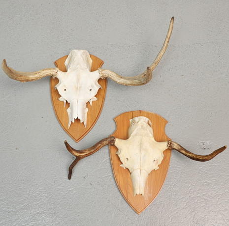 HUNTING TROPHIES 2 pcs, red deer and white-tailed deer, skull with