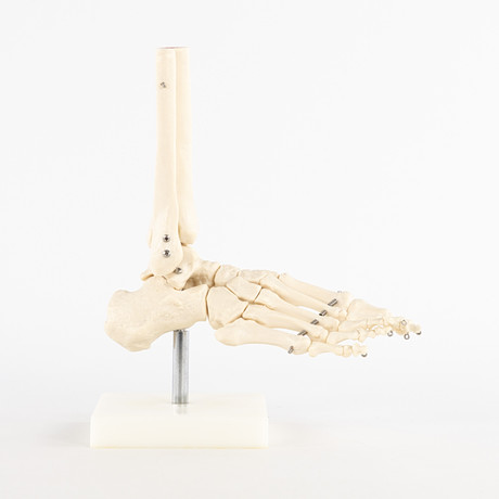 ANATOMISK MODELL. Fot och fotled, konstmassa. på auktion hos Karljohan Auktioner