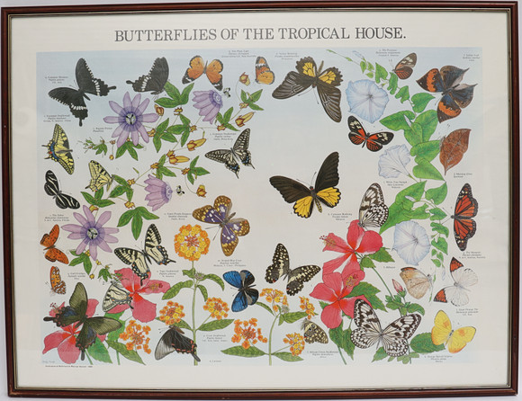 PLANSCH, "Butterflies of the tropical house" Marilyn hurrell 1986. på auktion hos Falun Auktionsbyrå