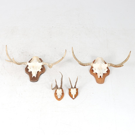 HUNTING TROPHIES 2 pcs, red deer and white-tailed deer, skull with