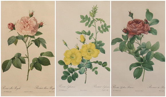 PIERRE-JOSEPH REDOUTÉ. EFTER. tryck, rosor, 3 st. på auktion hos Markus Auktioner