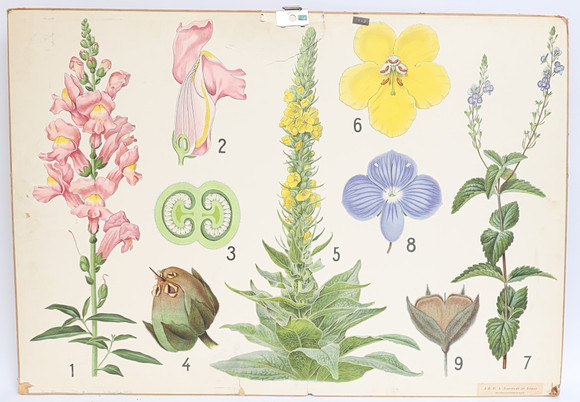 SKOLPLANSCH, Motiv med blomster, Norstedt & söner. på auktion hos Falun Auktionsbyrå