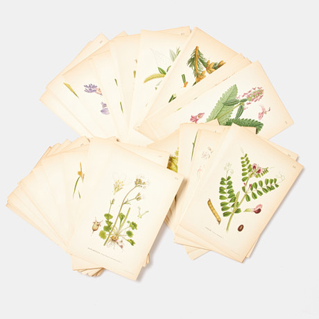 BOTANIK, ca. 180 lösa färglitografiska tryck, växtplanscher ur C.A.M Lindmans bilder ur Nordens Flora, A. Bört på auktion hos Stockholms Auktionsverk Sickla