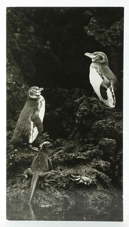SVEN GILLSÄTER. FOTOGRAFI, Galapagospingviner, Iguanaödla, krabba, signerad atergo. 1900-tal. på auktion hos Hälsinglands Auktionsverk