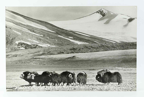 SVEN GILLSÄTER. FOTOGRAFI, Myskoxar i fjällandskap, 1900-tal. på auktion hos Hälsinglands Auktionsverk