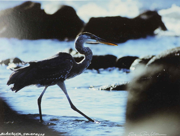 SVEN GILLSÄTER. Fotografi, "Blåhäger Galapagos", signerad. på auktion hos Hälsinglands Auktionsverk