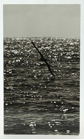 SVEN GILLSÄTER (1921-2001). Fotografi, Fågel som svävar över havet, signerad atergo, 1900-talets mitt. på auktion hos Hälsinglands Auktionsverk