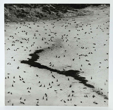 SVEN GILLSÄTER (1921–2001). fotograf, fåglar, signerad a tergo, 1900-talets mitt. på auktion hos Hälsinglands Auktionsverk