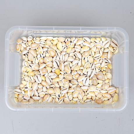 Cowrie shells, box. Miscellaneous - Miscellaneous - Auctionet