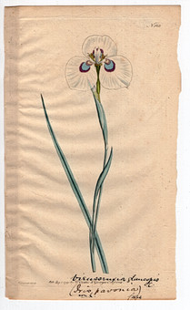 1791 WILLIAM CURTIS ORIGINAL BOTANICAL ENGRAVING #168 BLUE-EYED UINTJIE.