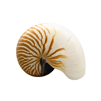 GEHÄUSE EINES PERLBOOTES (NAUTILUS POMPILIUS).