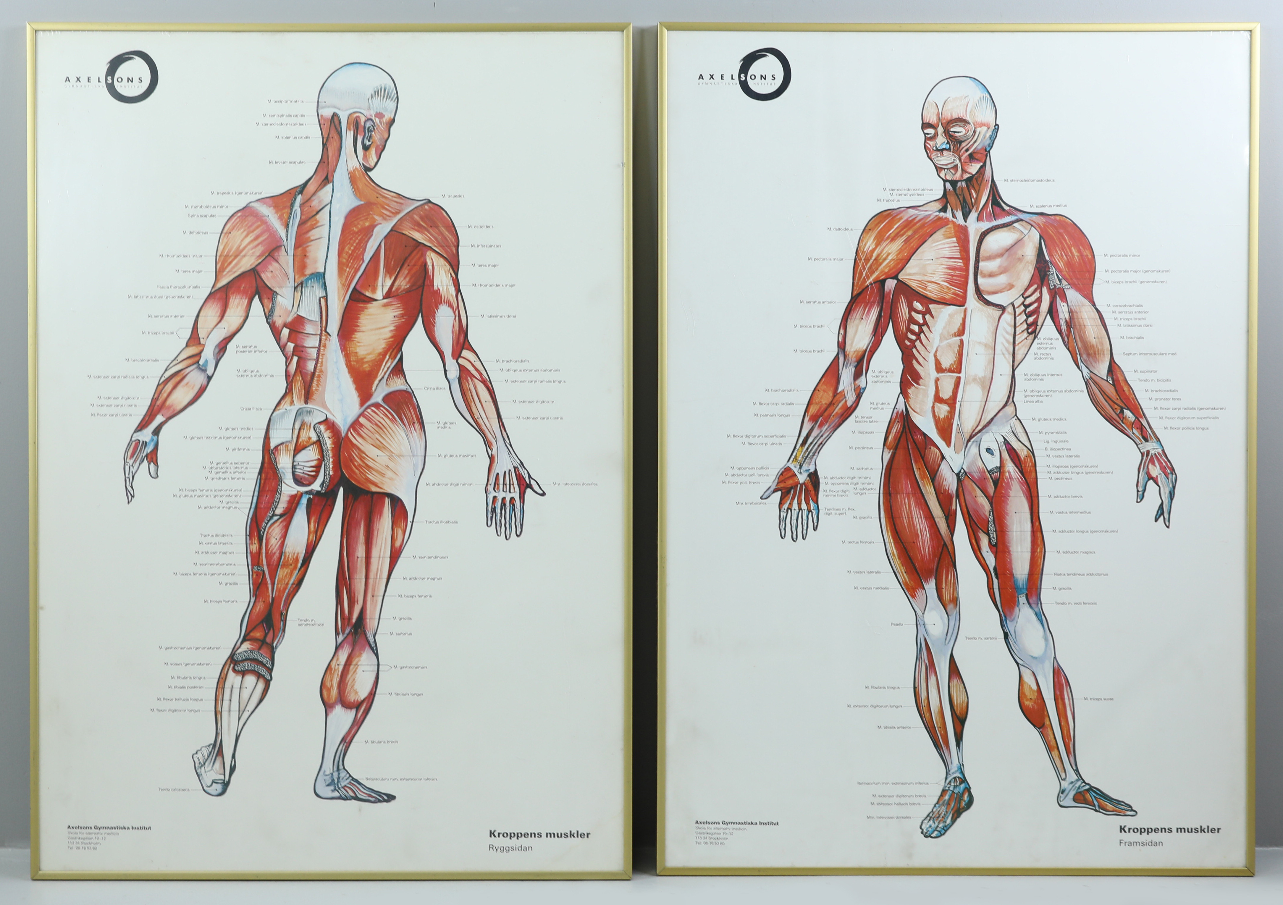 Images for 2174314. POSTER, 2 pcs, muscles of the body, Axelson's ...