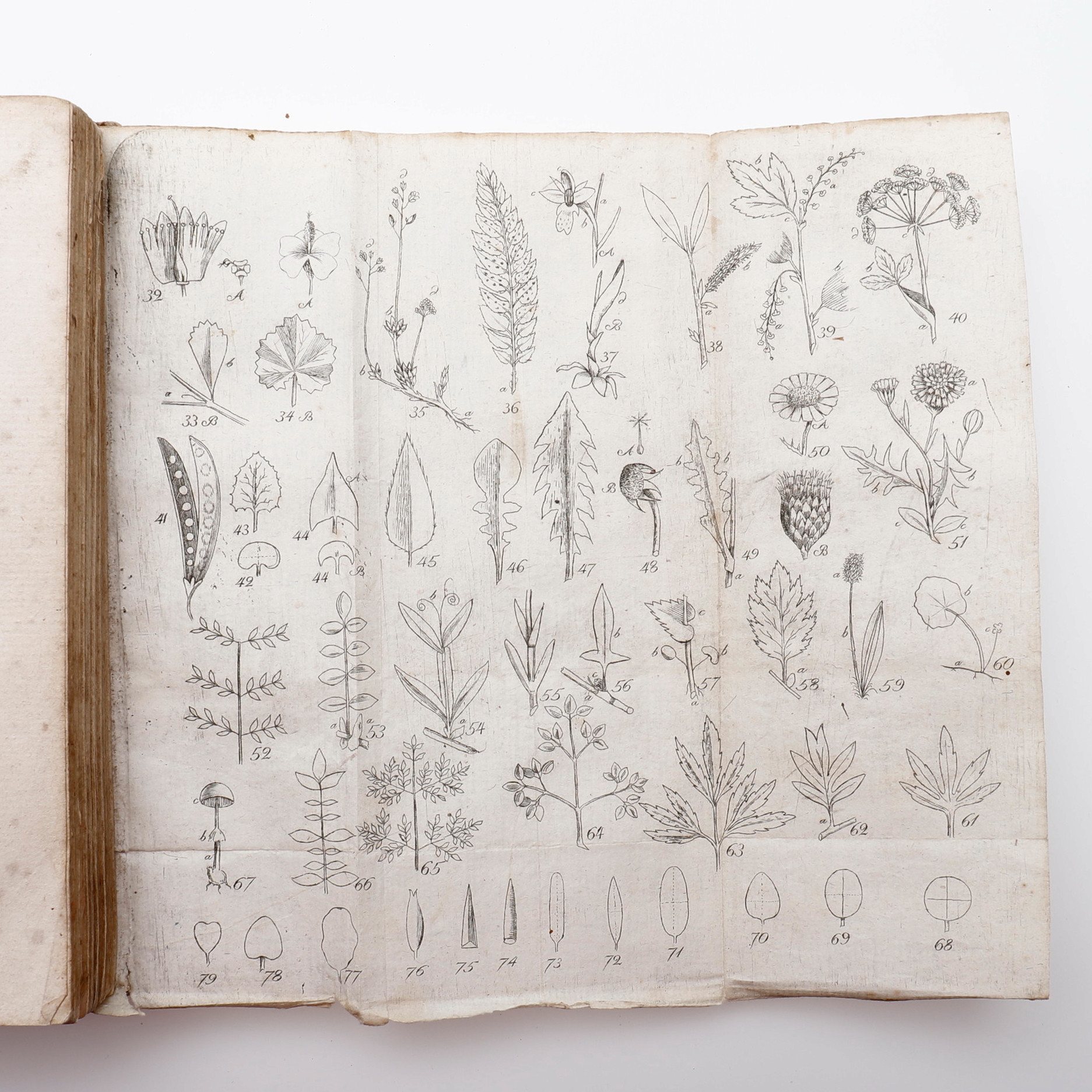 Images for 2459257. BOTANY. SAMUEL LILJEBLADS DRAFT FOR A SWEDISH FLORA