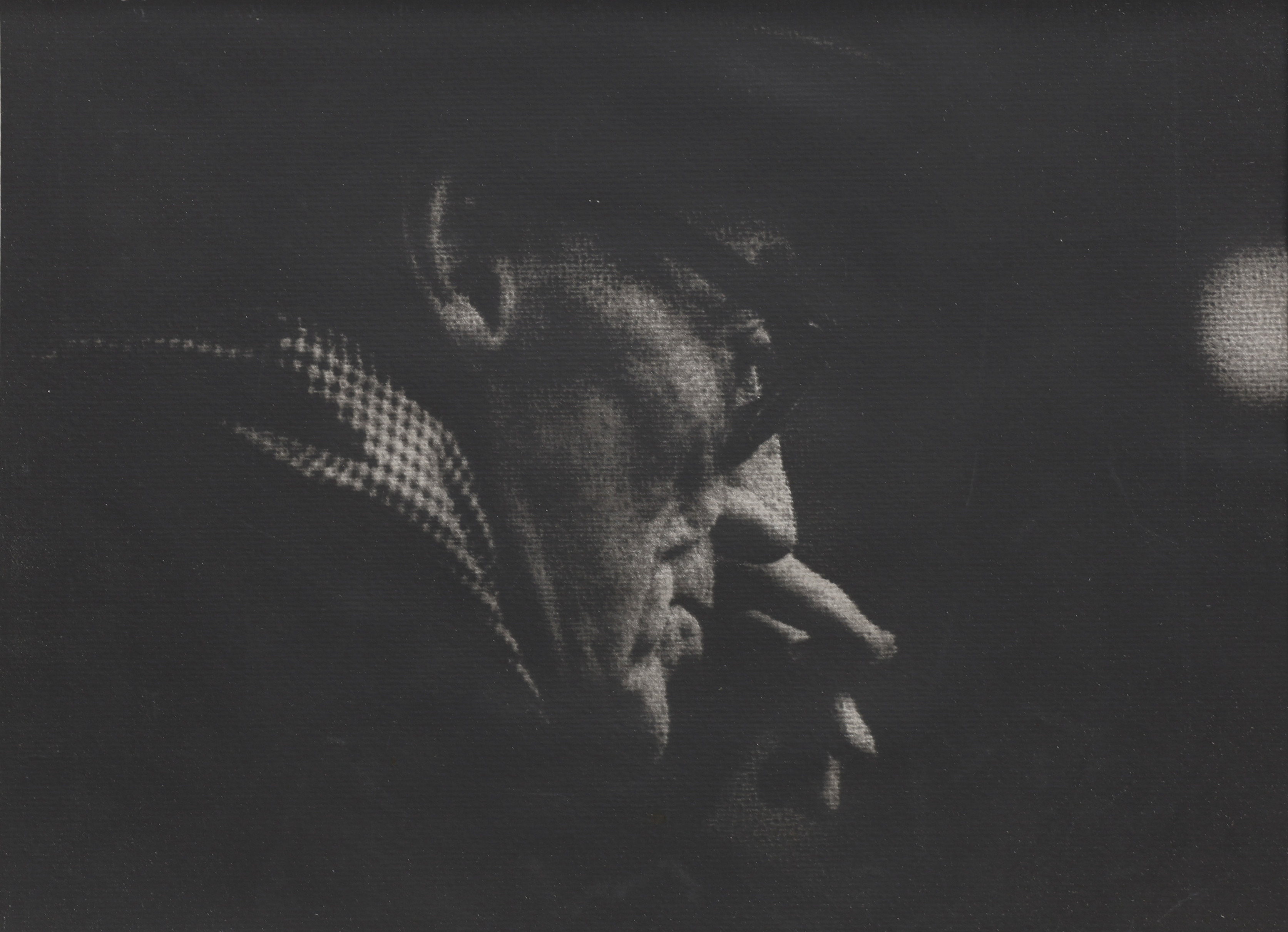 KARL-ERIK OLSSON. KARBONPIGMENTKOPIA, (POITEVINKOPIA), "PORTRÄTT AV ARKITEKTEN SIGURD LEWERENTZ", 1966, INKL. NEGATIV I FORMAT 1/1.