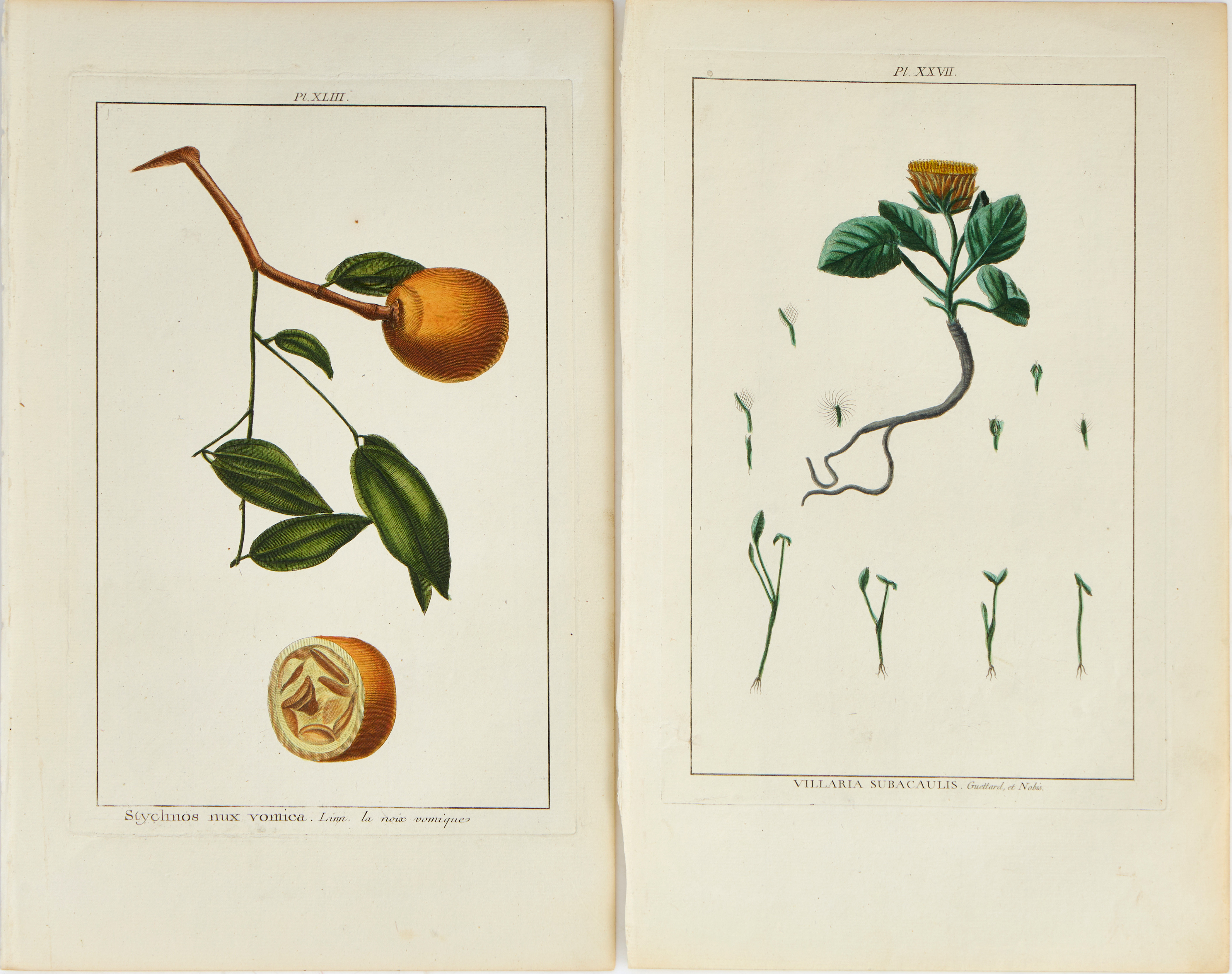 BUC'HOZ, HANDKOLORERADE VÄXTPLANSCHER (2), 1700-TAL.