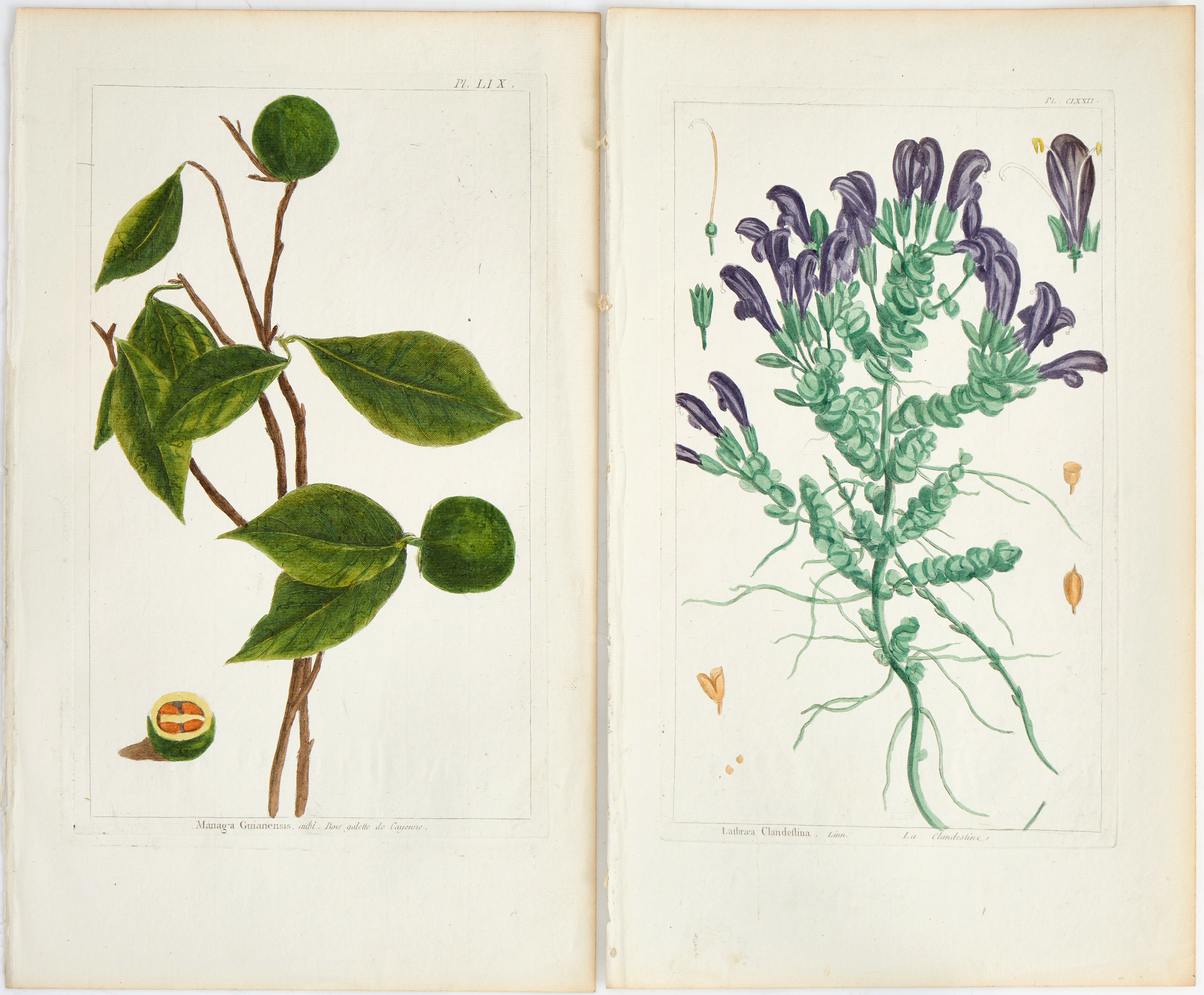 BUC'HOZ, HANDKOLORERADE VÄXTPLANSCHER (2), 1700-TAL.