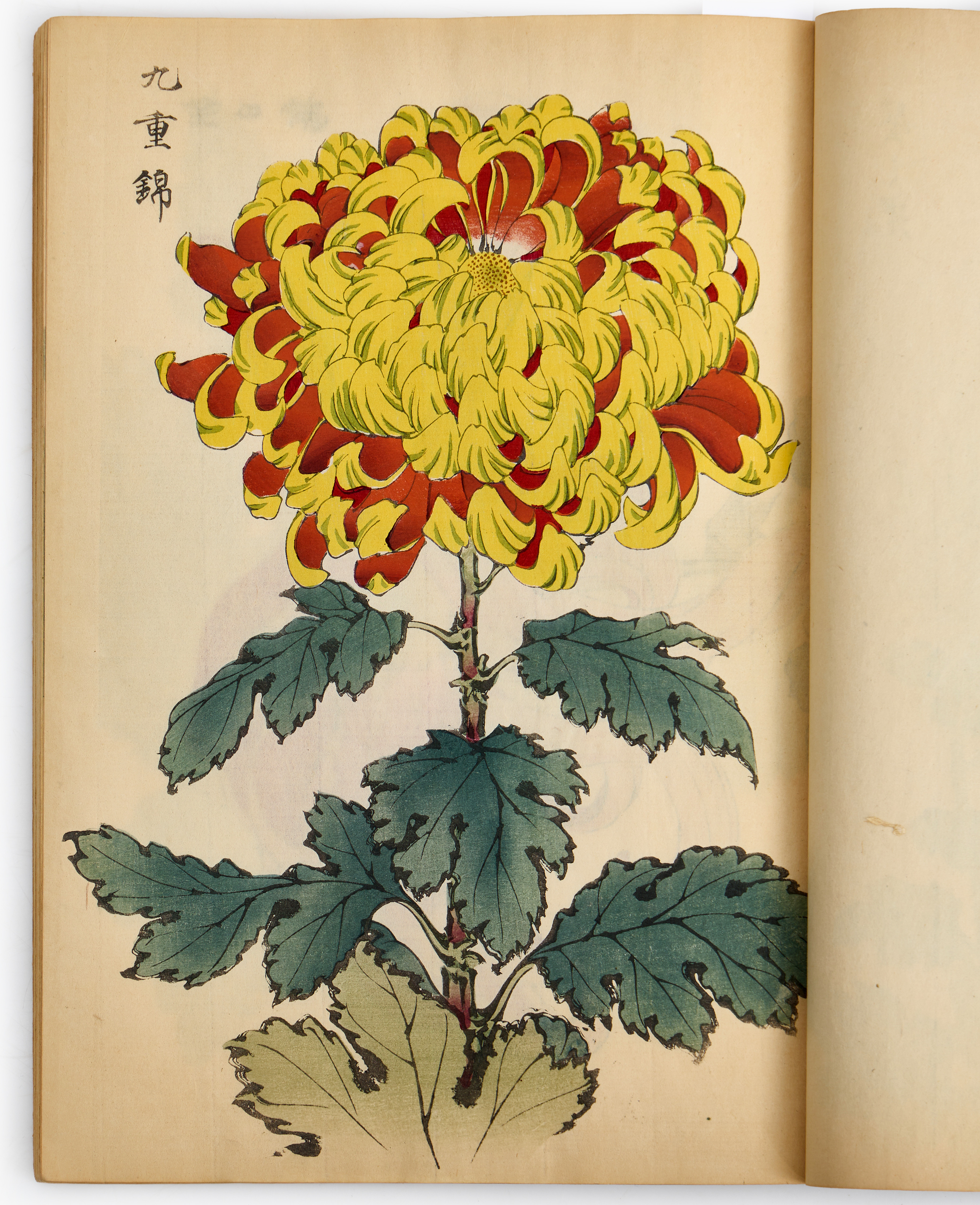 HASEGAWA KEIKA (aktiv 1893-1905), "One Hundred Chrysanthemums by Keika" (Keika hyakugiku), med 24+25 färgträsnitt.