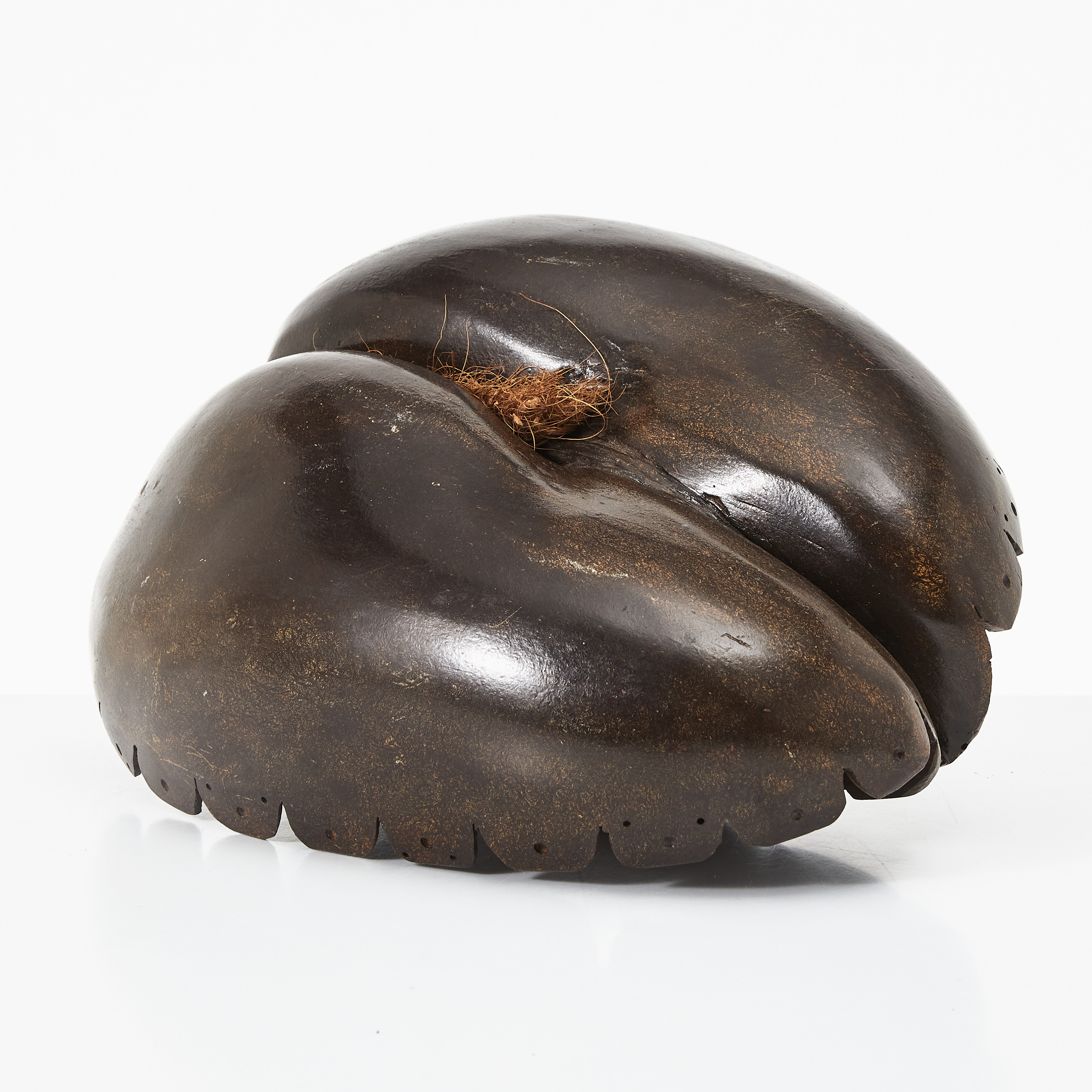 DUBBEL KOKOSNÖT, Lodoicea maldivica, s.k. Coco de Mer.