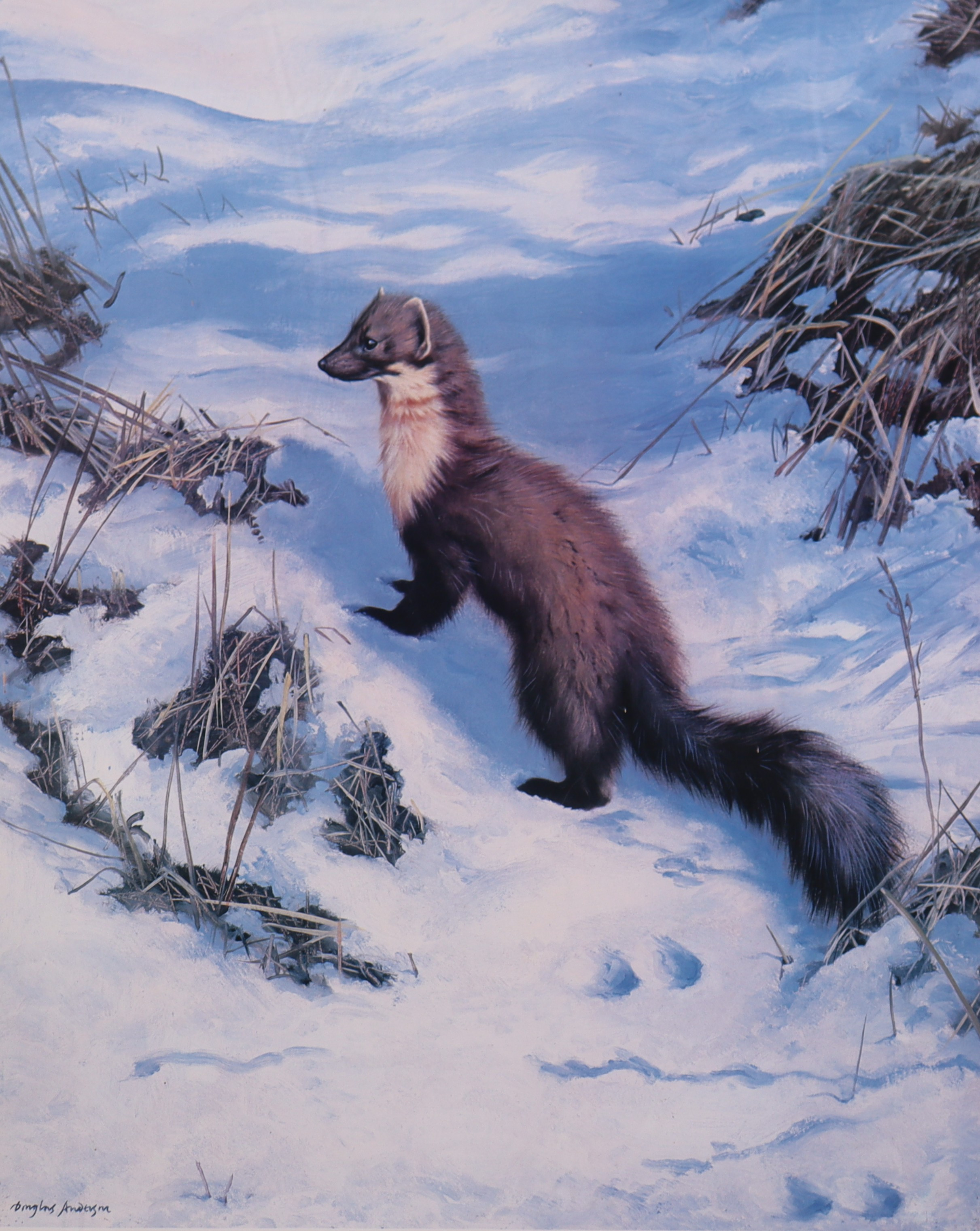 DOUGLAS ANDERSON, litografi, mård i snö.